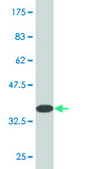 Monoclonal Anti-LHX2, (N-terminal) antibody produced in mouse clone 1E6, purified immunoglobulin, buffered aqueous solution