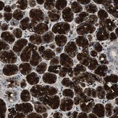 Anti-MUC7 antibody produced in rabbit Prestige Antibodies® Powered by Atlas Antibodies, affinity isolated antibody, buffered aqueous glycerol solution