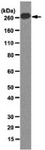 Anti-acetyl CoA Carboxylase Antibody, clone 7D2.2 clone 7D2.2, from mouse