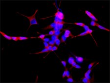 Anti-β-Tubulin antibody, Mouse monoclonal clone TUB 2.1, purified from hybridoma cell culture