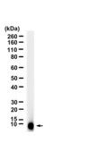 Anti-IGF2 Antibody, clone 2G15 ZooMAb® Rabbit Monoclonal recombinant, expressed in HEK 293 cells