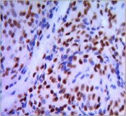 Anti-GATA1 Antibody, clone 4F5 ascites fluid, clone 4F5, from mouse