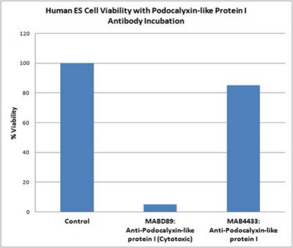 Anti-Podocalyxin-like protein I (Cytotoxic) Antibody, clone mAb 84 clone mab 84, from mouse