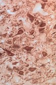 Anti-Parkin Antibody, a.a. 305-323 serum, Chemicon®