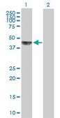 Anti-KHDRBS1 antibody produced in mouse purified immunoglobulin, buffered aqueous solution