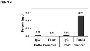 ChIPAb+ FOXA1 Antibody from rabbit, purified by affinity chromatography