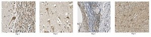 Anti-DNA polymerase subunit gamma-1 Antibody/POLG 1.0 mg/mL, from rabbit