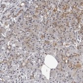 Anti-MRPS15 antibody produced in rabbit Prestige Antibodies® Powered by Atlas Antibodies, affinity isolated antibody, buffered aqueous glycerol solution, ab2