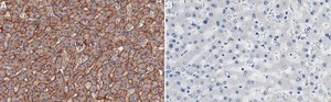 Anti-JAM-A Antibody, clone 2E9 ZooMAb® Rabbit Monoclonal recombinant, expressed in HEK 293 cells