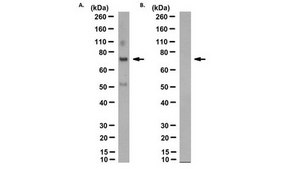 Anti-prelamin A Antibody, clone PL-1C7 clone PL-1C7, from mouse
