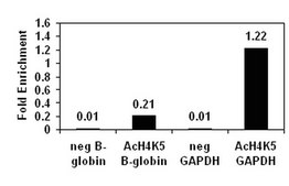 ChIPAb+ Acetyl-Histone H4 (Lys5) - ChIP Validated Antibody and Primer Set, rabbit monoclonal culture supernatant, from rabbit