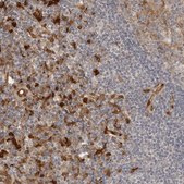 Anti-IDO1 antibody produced in rabbit Prestige Antibodies® Powered by Atlas Antibodies, affinity isolated antibody, buffered aqueous glycerol solution, Ab3