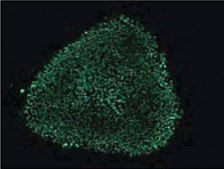 Anti-Oct-4 Antibody, clone 10H11.2 clone 10H11.2, Chemicon®, from mouse