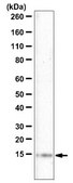 Anti-PATE1 Antibody from rabbit, purified by affinity chromatography