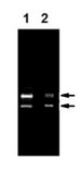 Anti-PDH serum, from rabbit