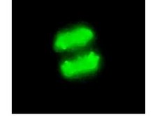 Anti-phospho-Histone H3 (Ser10) Antibody, clone MC463, rabbit monoclonal culture supernatant, clone MC463, Upstate®