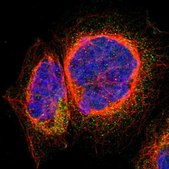 Anti-ARFGAP3 antibody produced in rabbit Prestige Antibodies® Powered by Atlas Antibodies, affinity isolated antibody, buffered aqueous glycerol solution