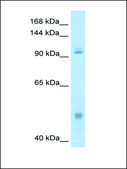 Anti-NFKB1 antibody produced in rabbit affinity isolated antibody