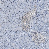 Anti-PCGF1 antibody produced in rabbit Prestige Antibodies® Powered by Atlas Antibodies, affinity isolated antibody, buffered aqueous glycerol solution