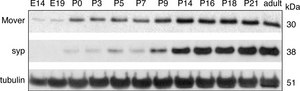 Monoclonal Anti-Synaptophysin antibody produced in mouse clone SVP-38, ascites fluid