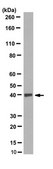 Anti-PDL-1/CD274 Antibody, clone 3F2.1 clone 3F2.1, 1 mg/mL, from mouse