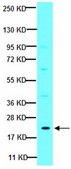 Anti-PDGF-AA Antibody from rabbit, purified by affinity chromatography