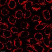 BioTracker ATP-Red生細胞色素 Live cell imaging dye for cellular adenosine triphosphate (ATP) localized to mitochondria used to detect metabolic activity, cell proliferation and overall cell health.