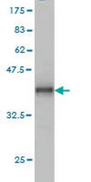 Anti-ADAM12 Mouse mAb (1G3) liquid, clone 1G3, Calbiochem&#174;