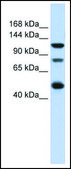 Anti-ZEB2 affinity isolated antibody