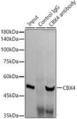Anti-CBX4 Antibody, clone 1R5G6, Rabbit Monoclonal