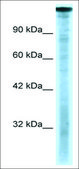 Anti-TAF1 antibody produced in rabbit affinity isolated antibody