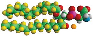 16:0 PS-d62 Avanti Research™ - A Croda Brand 860401P, powder