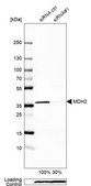 Anti-MDH2 antibody produced in rabbit Prestige Antibodies® Powered by Atlas Antibodies, affinity isolated antibody, buffered aqueous glycerol solution