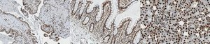 Anti-APE/Ref-1 Antibody, clone 13B8E5C2 clone 13B8E5C2, from mouse
