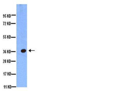 Anti-Aquaporin 4 Antibody, CT Chemicon&#174;, from rabbit
