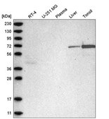 Anti-C2orf42 antibody produced in rabbit Prestige Antibodies® Powered by Atlas Antibodies, affinity isolated antibody