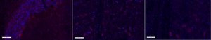 Anti-Metabotropic Glutamate Receptor 5 Antibody, Alexa Fluor™ 555 from rabbit, ALEXA FLUOR™ 555