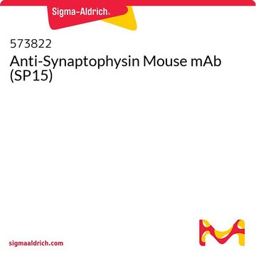 Anti-Synaptophysin Mouse mAb (SP15)