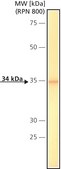 Monoclonal Anti-Calponin antibody produced in mouse clone hCP, ascites fluid