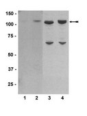 Anti-phospho-BMK1/Erk5 (Thr218/Tyr220) Antibody Upstate®, from rabbit