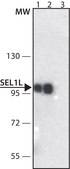 Anti-SEL1L (N-terminal) antibody produced in rabbit ~1.0 mg/mL, affinity isolated antibody, buffered aqueous solution