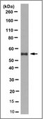 Anti-HDAC1 Antibody, clone 2E10 clone 2E10, Upstate®, from mouse