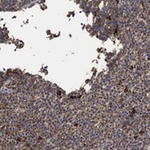 Anti-COBL antibody produced in rabbit Prestige Antibodies® Powered by Atlas Antibodies, affinity isolated antibody, buffered aqueous glycerol solution, Ab1
