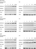 Anti-trimethyl-Histone H3 (Lys4) Antibody Upstate®, from rabbit