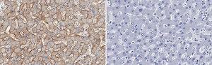Anti-CD166/ALCAM Antibody, clone 1C2 ZooMAb® Rabbit Monoclonal recombinant, expressed in HEK 293 cells