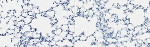 Anti-RTN4IP1 Antibody, clone NIMP‐R14 clone NIMP‐R14, from rat
