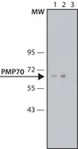 Anti-PMP70 antibody, Mouse monoclonal clone 70-18, purified from hybridoma cell culture