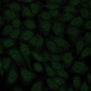 Anti-TopBP1 Antibody, Alexa Fluor&#8482; 488 Conjugate from rabbit, ALEXA FLUOR&#8482; 488