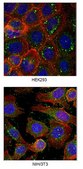 Anti-Prohibitin Antibody, clone 2E12 clone 2E12, from mouse