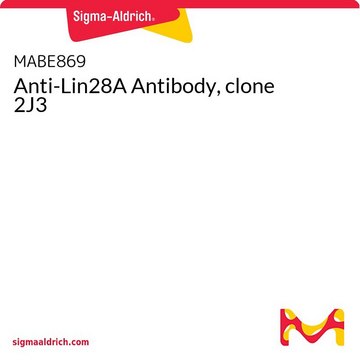 Anti-Lin28A Antibody, clone 2J3